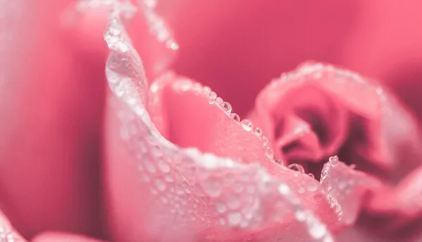 お問い合わせ 草津駅5分！SWEET ROSE（スイートロゼ）草津・滋賀メンズエステ 完全個室の大人の空間